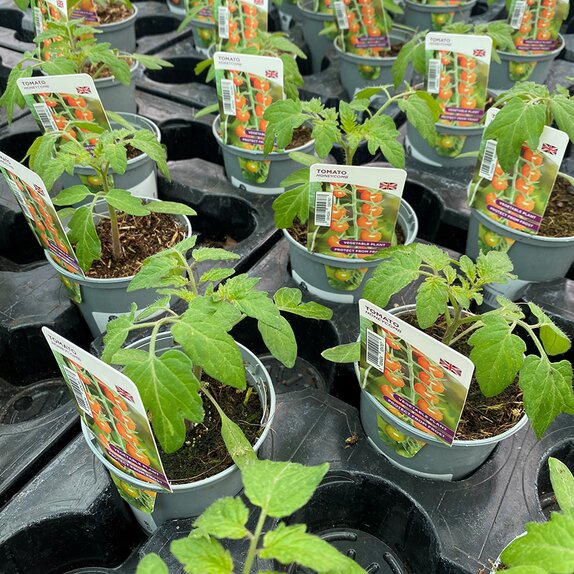 Tomato Plant Honeycomb 9cm plant