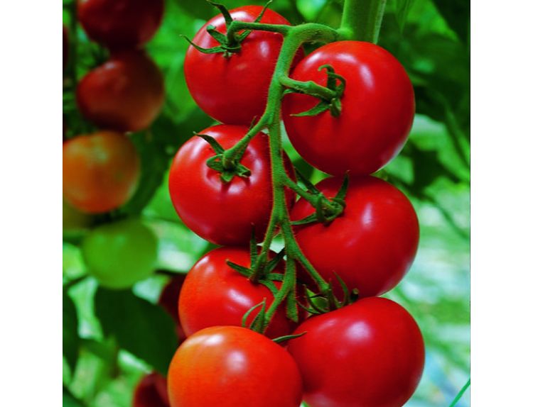 Tomato Plant Shirley 8.5cm pot - image 2