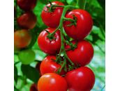 Tomato Plant Shirley 8.5cm pot - image 2