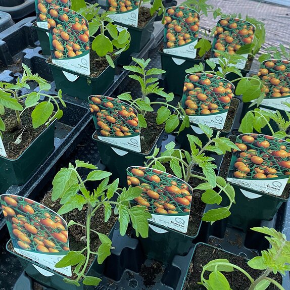 Tomato Plant Sungold Cherry 8.5cm pot