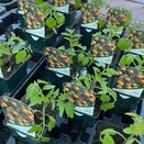 Tomato Plant Sungold Cherry 8.5cm pot