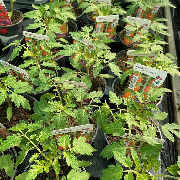 Tomato Plant Sungold SuperSweet 9cm pot