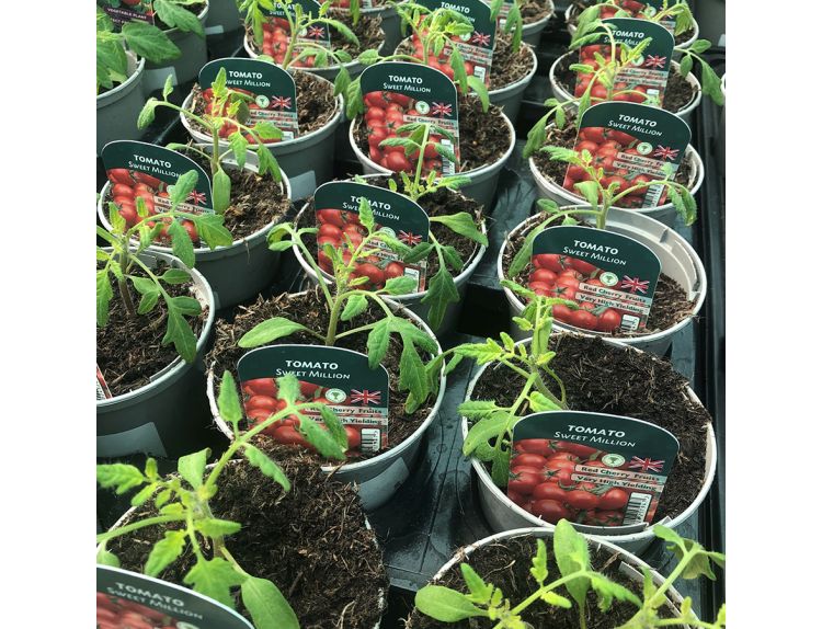 Tomato Plant Sweet Million 9cm pot