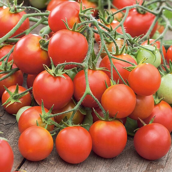 Tomato Plant Tumbler 8.5cm pot