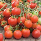 Tomato Plant Tumbler 8.5cm pot