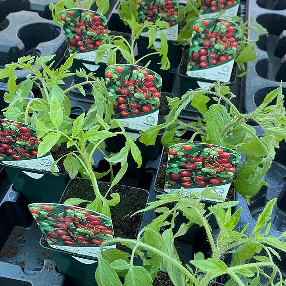 Tomato Plant Tumbling Tom Red 8.5cm pot