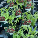 Tomato Plant Tumbling Tom Red 8.5cm pot