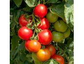 Tomato Seeds Crimson Cocktail F1