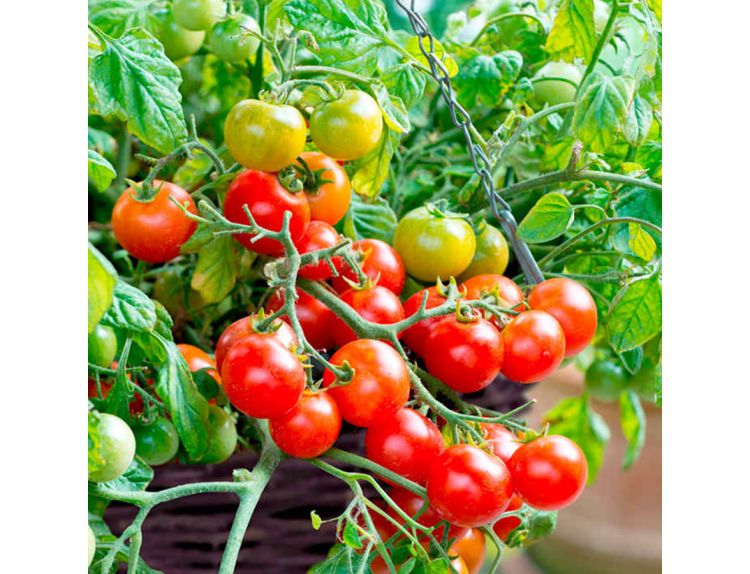 Tomato Seeds F1 Tumbling Bella