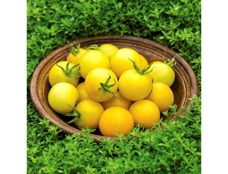 Tomato Seeds Honey Delight F1
