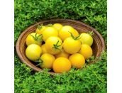 Tomato Seeds Honey Delight F1