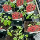 Tomato Sweet Million