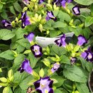 Torenia Blue 1 litre pot - image 2