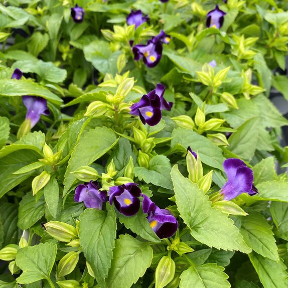 Torenia Blue 1 litre pot - image 1