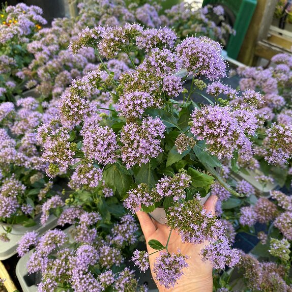 Trachelium caer. 'Blue Surprise' 