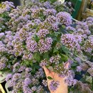 Trachelium caer. 'Blue Surprise' 
