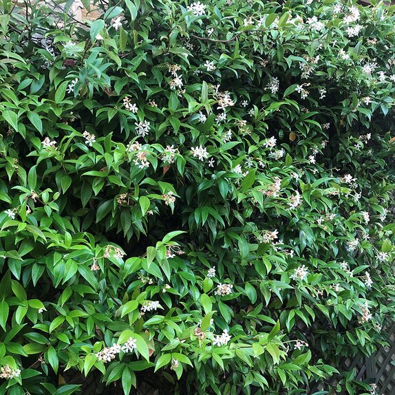 Trachelospermum Jasminoides 3 litre pot - image 2