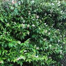 Trachelospermum Jasminoides 3 litre pot - image 2