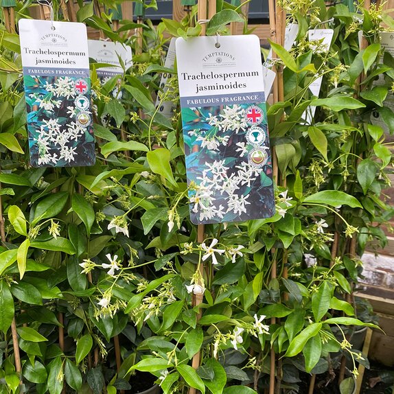 Trachelospermum Jasminoides