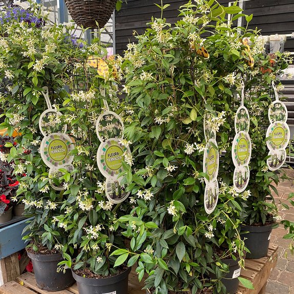Trachelospermum jasminoides Frame
