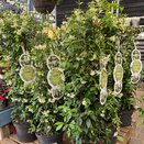 Trachelospermum jasminoides Frame