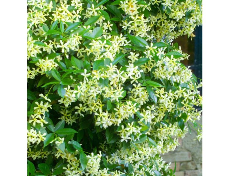 Trachelospermum Star of Toscane 