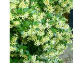 Trachelospermum Star of Toscane 