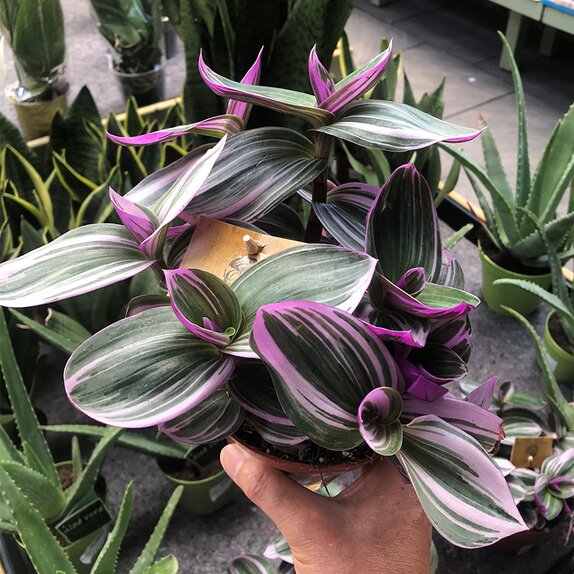 Tradescantia albif. 'Nanouk' 7cm pot