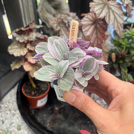 Tradescantia cerinth. 'Sweetness' Bambino