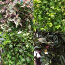 Tradescantia Hanging Pot 17cm