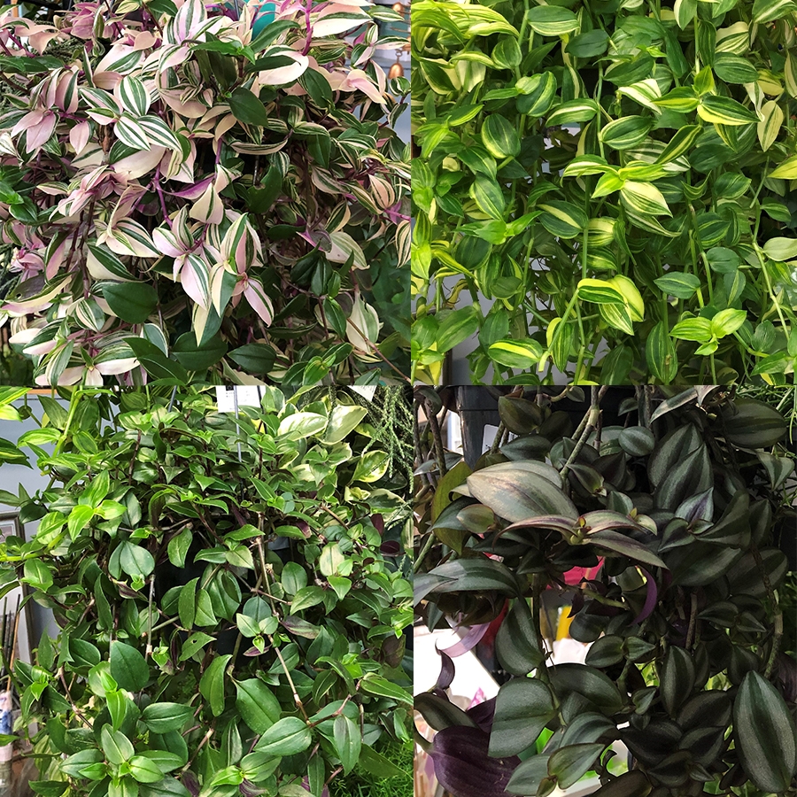 tradescantia-hanging-pot-17cm-knights-garden-centres