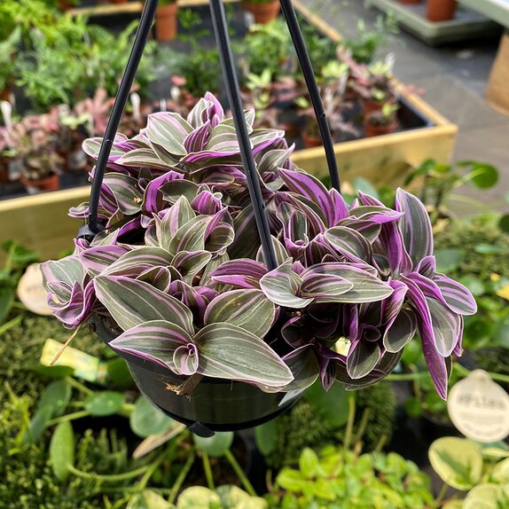 Tradescantia Sweetness hanging pot Knights Garden Centres