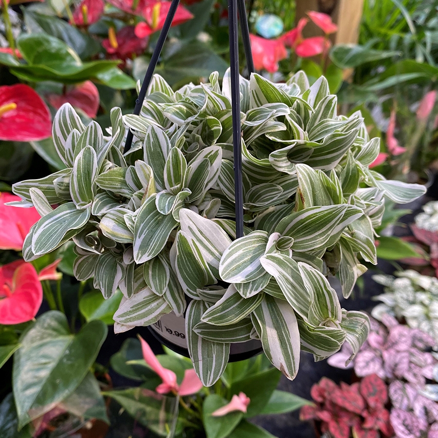 Tradescantia Tenderness hanging pot Knights Garden Centres