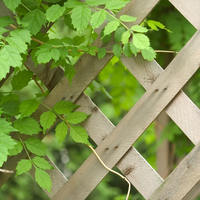 Trellis, Arches & Obelisks