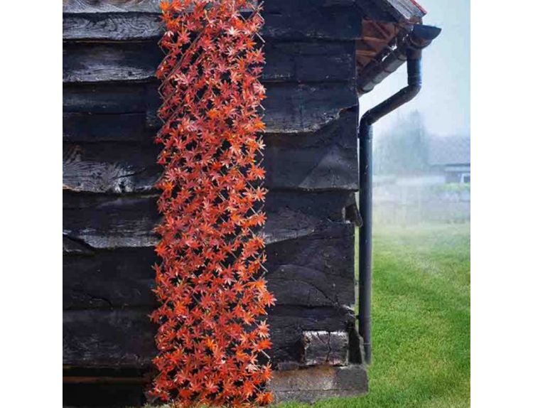 Trellis Red Acer Leaf 180 x 60 cm - image 1