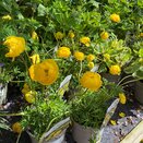 Trollius Lemon Queen