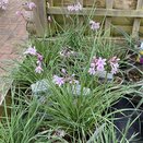 Tulbaghia Purple Eye