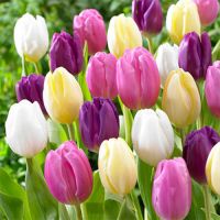 Tulip