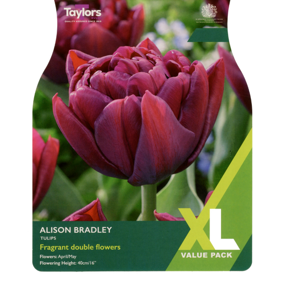 Tulip - Alison Bradley