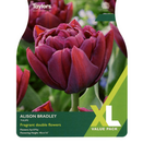 Tulip - Alison Bradley