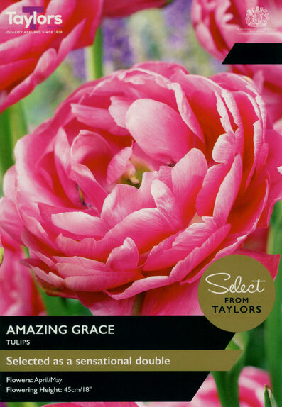 Tulip - Amazing Grace