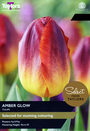 Tulip - Amber Glow