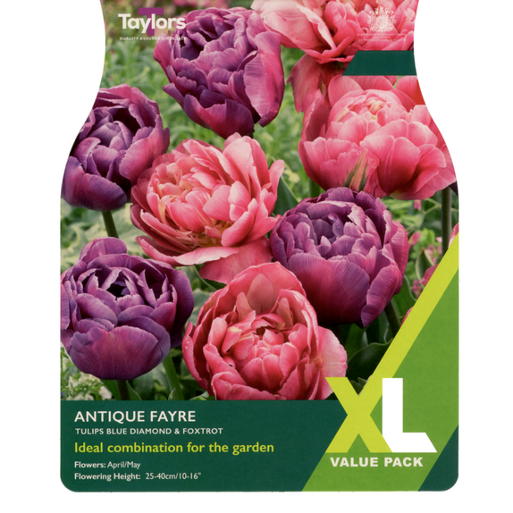 Tulip - Antique Fayre