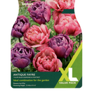 Tulip - Antique Fayre