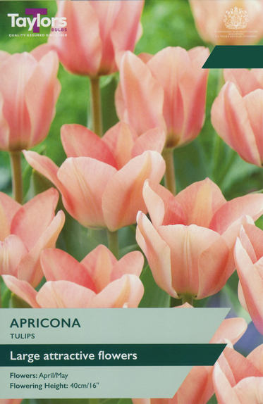 Tulip - Apricona