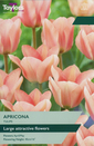 Tulip - Apricona