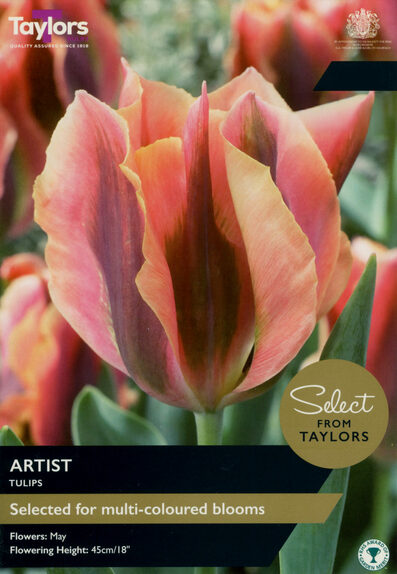 Tulip - Artist