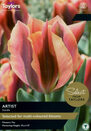 Tulip - Artist