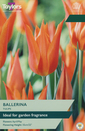 Tulip - Ballerina