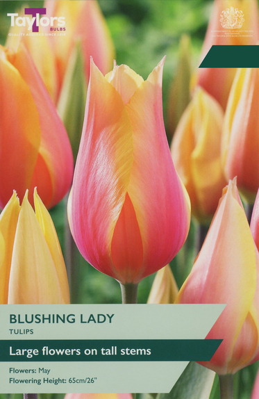 Tulip - Blushing Lady